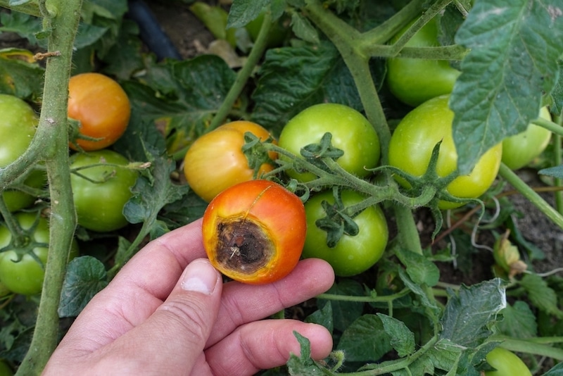 tomaten bruine plekken